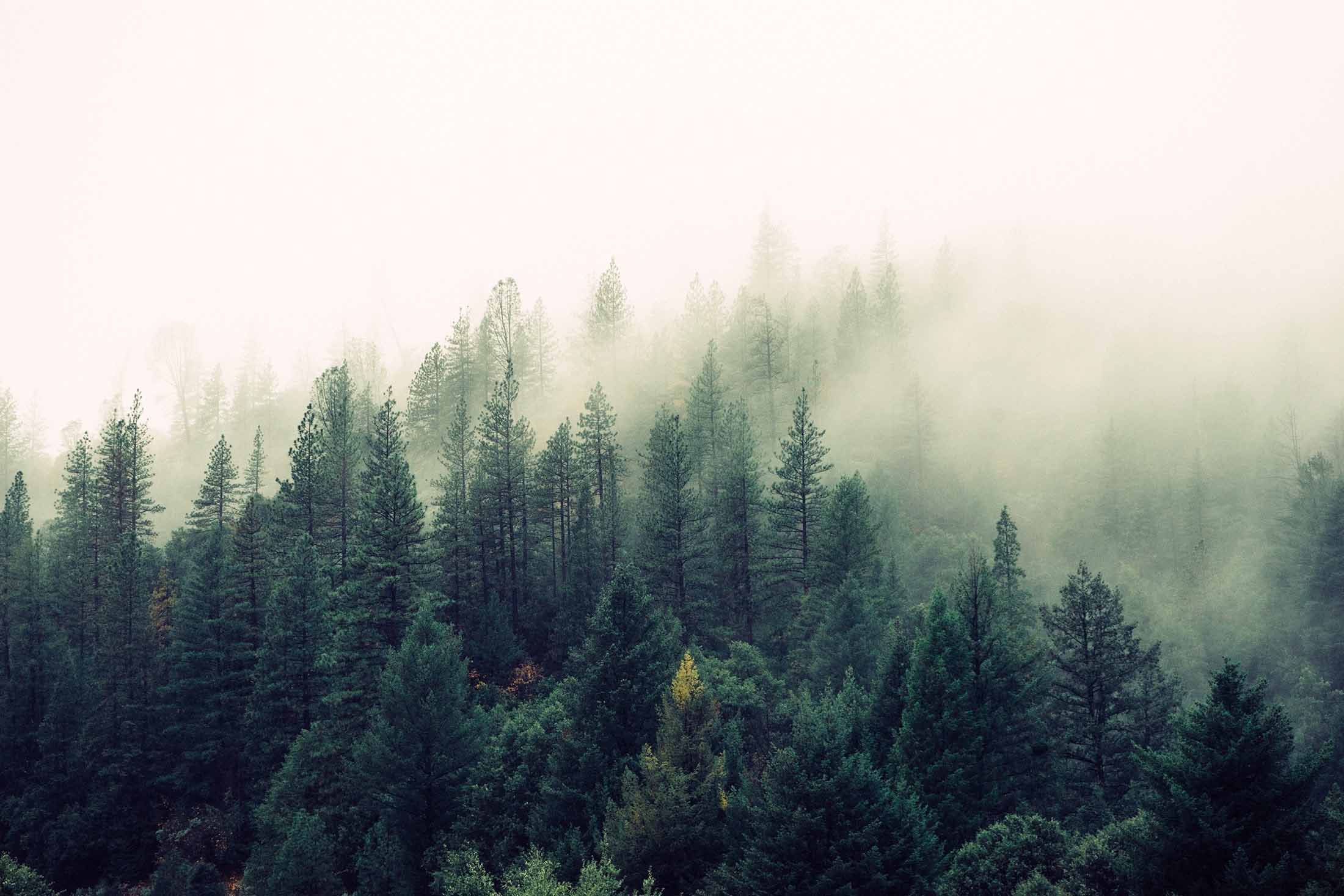 Mist over a forested hillside